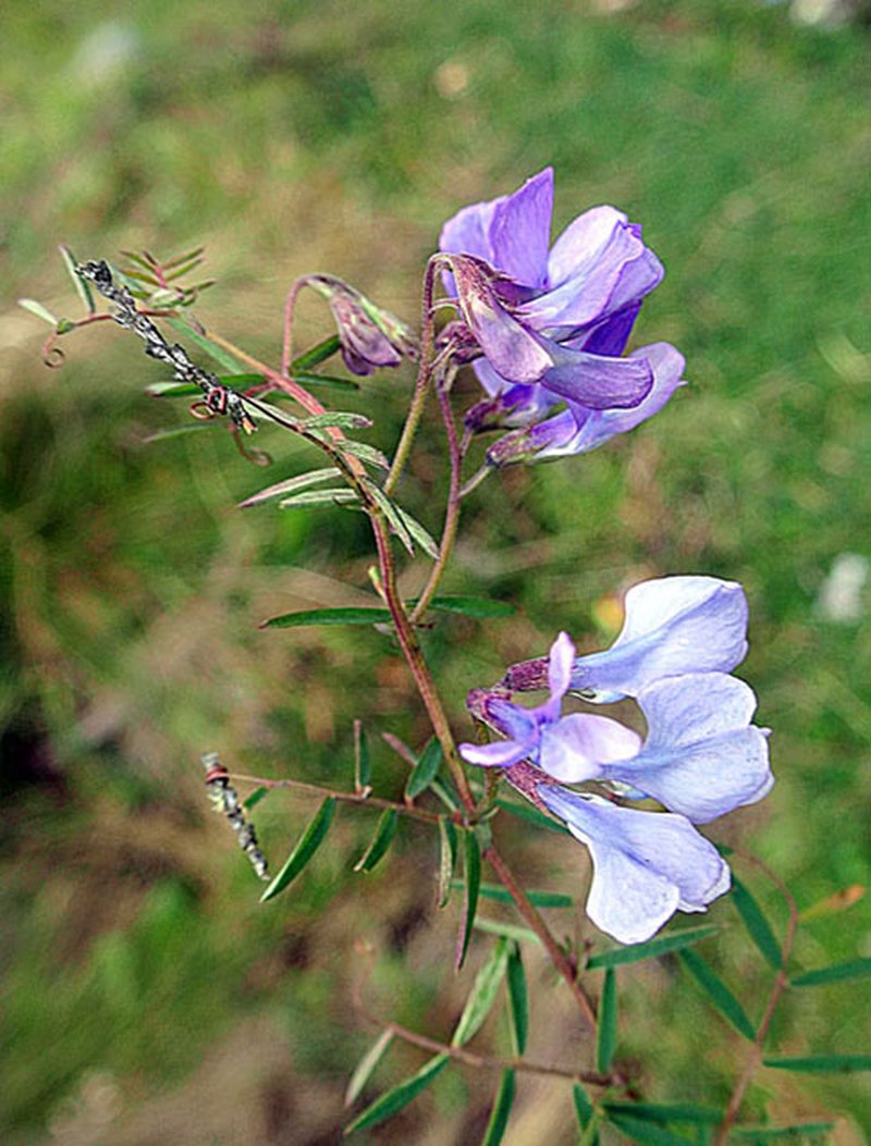 Vicia andicola