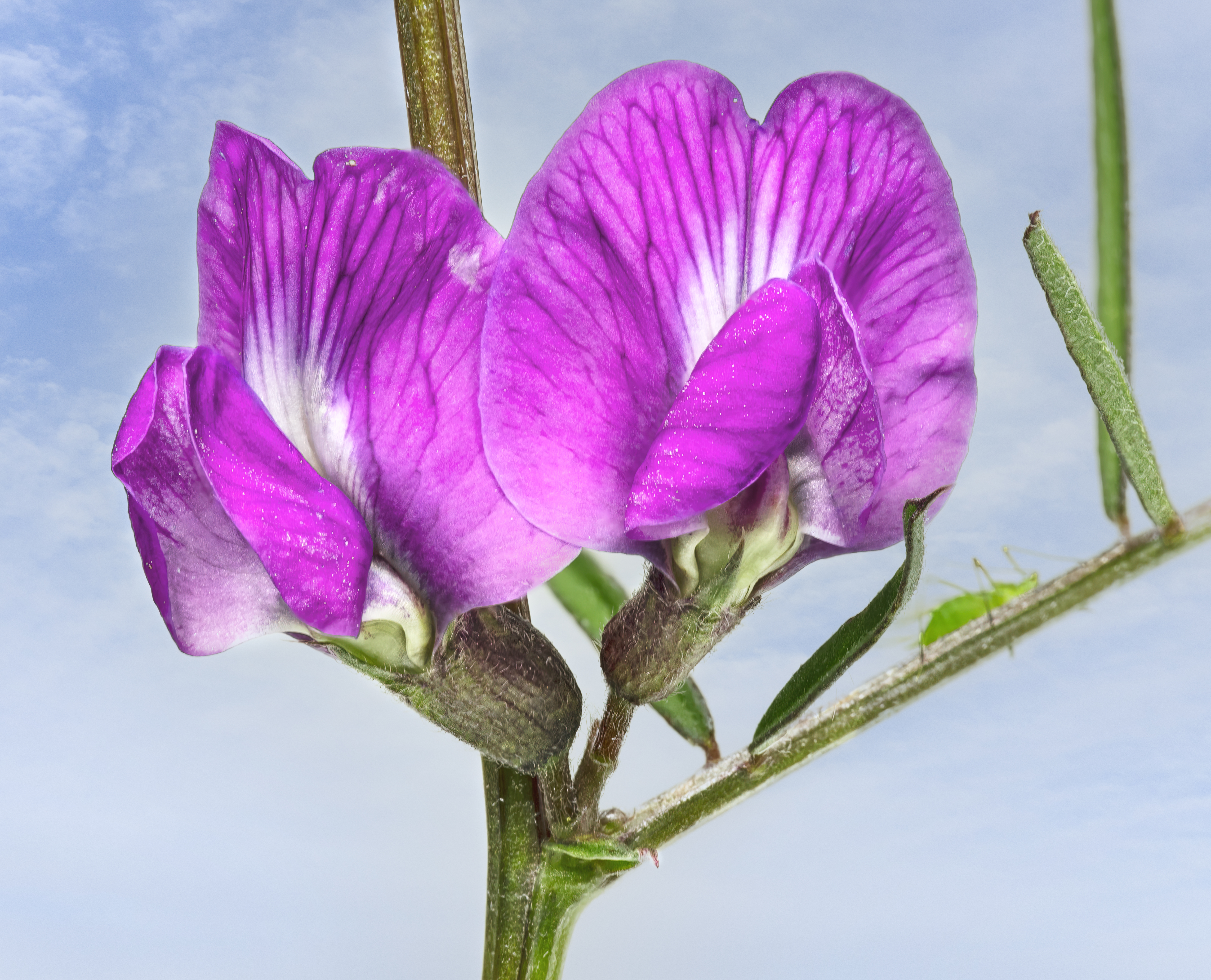 Purple Vetch photo 5