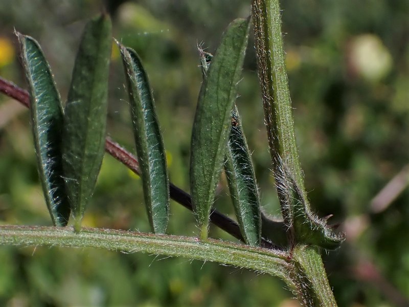 Purple Vetch photo 6