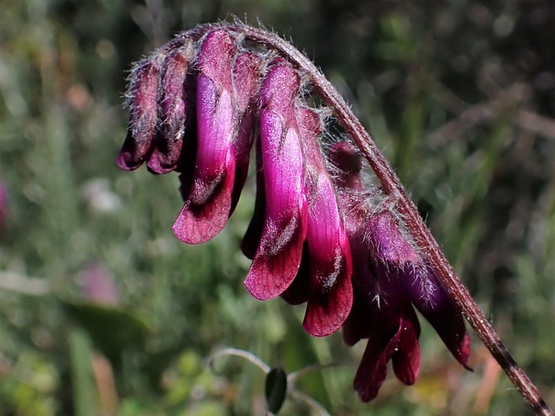 Purple Vetch photo 7