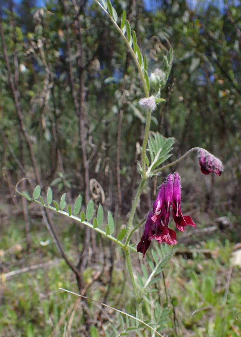 Purple Vetch photo 8