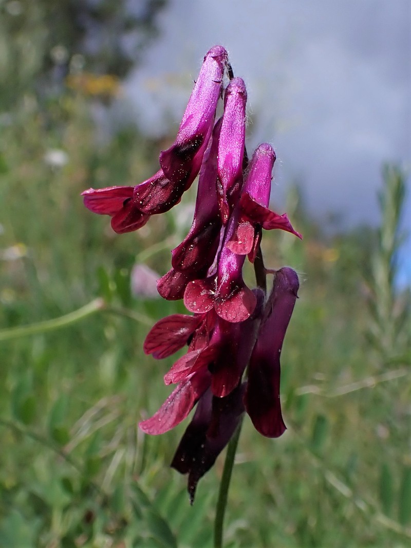 Purple Vetch photo 2