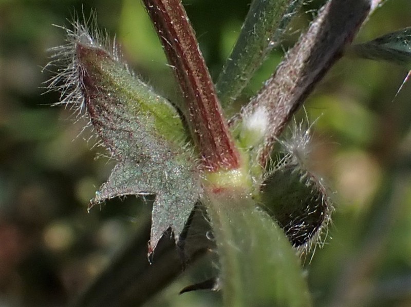Purple Vetch photo 3