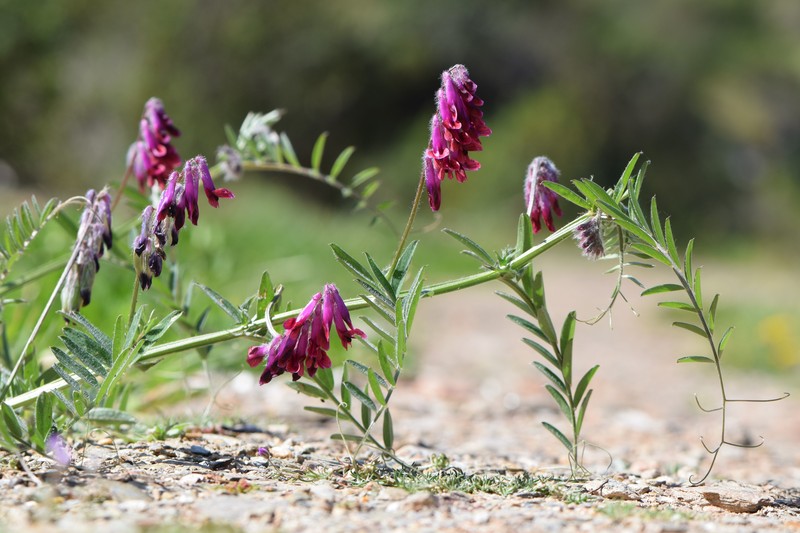 Purple Vetch photo 4