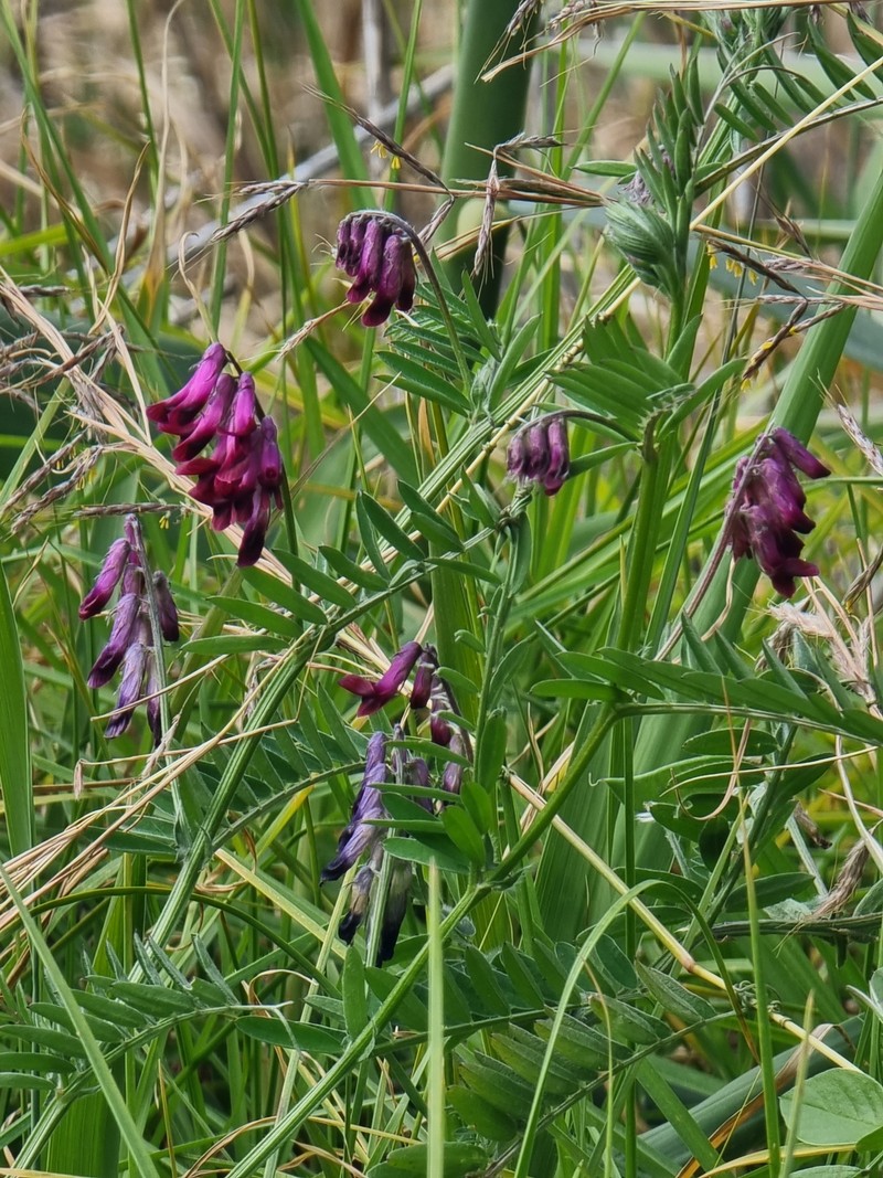 Vicia benghalensis subsp. benghalensis
