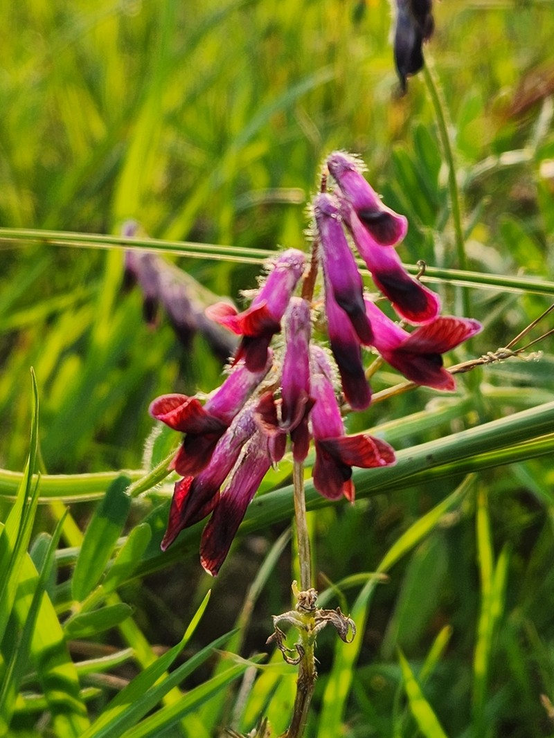 Vicia benghalensis subsp. benghalensis photo 2