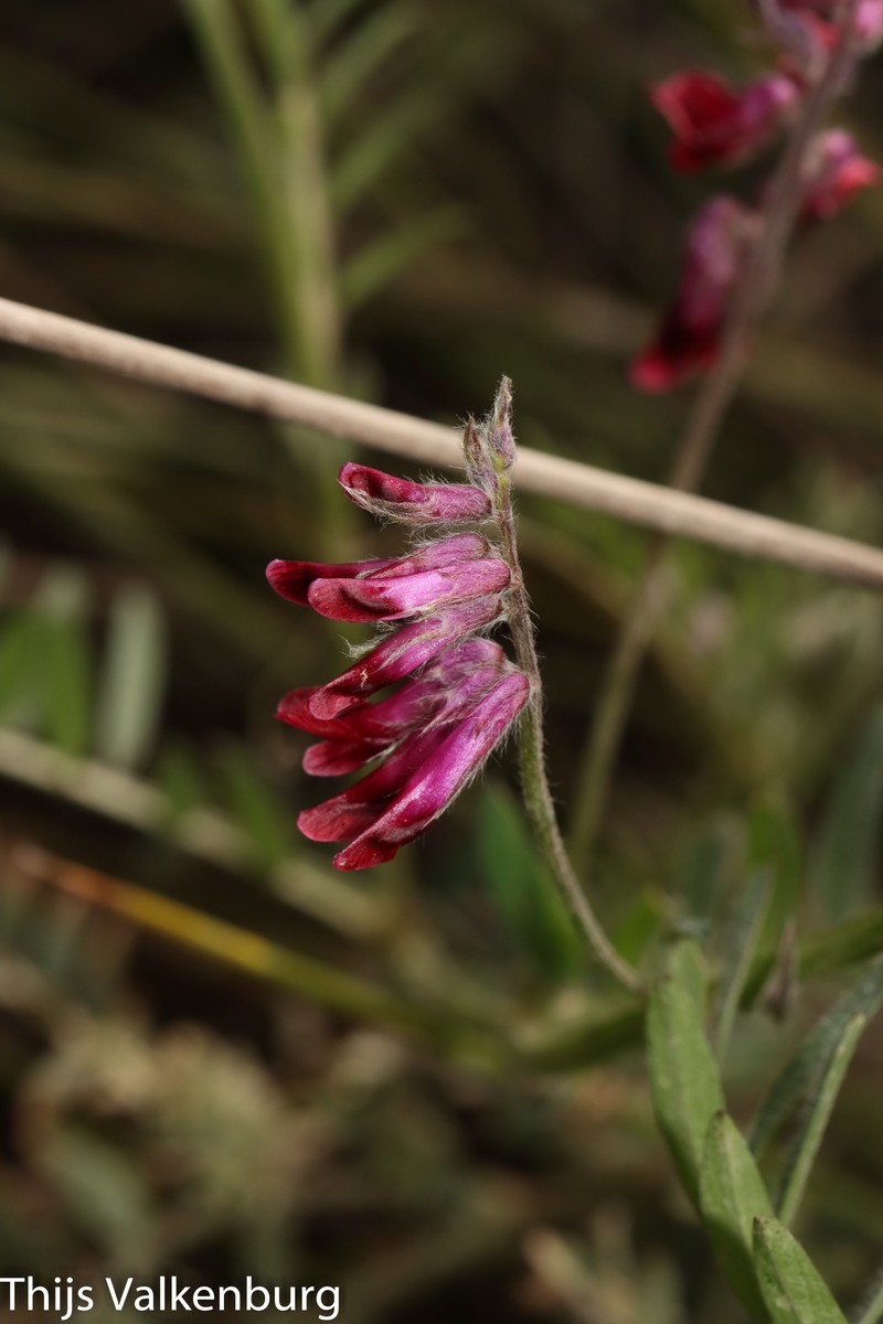 Vicia benghalensis subsp. benghalensis photo 3