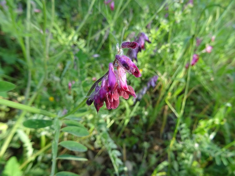 Vicia benghalensis subsp. benghalensis photo 4