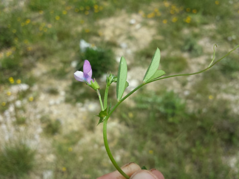 Bithynian Vetch photo 5