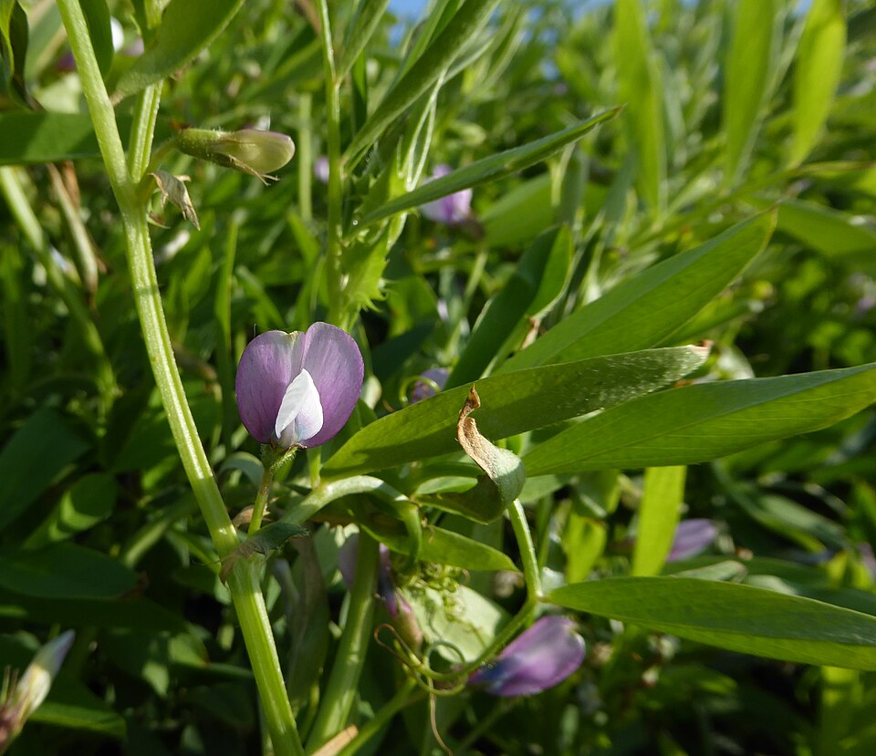 Bithynian Vetch