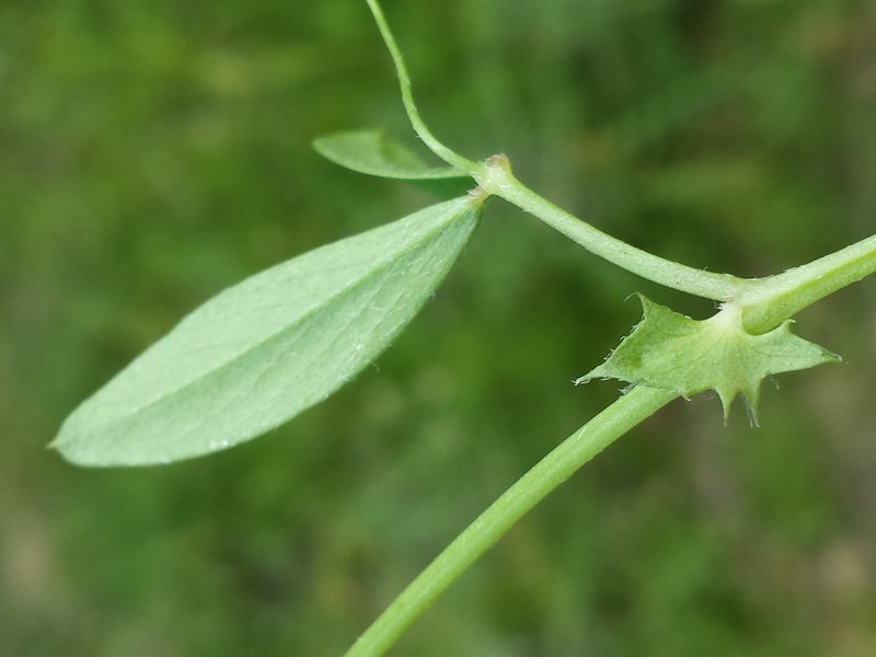 Bithynian Vetch photo 6