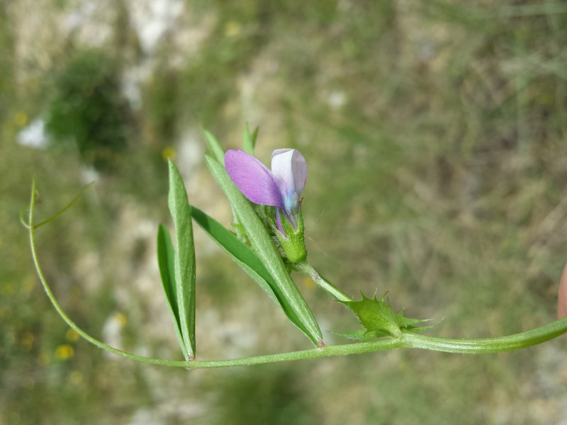 Bithynian Vetch photo 7