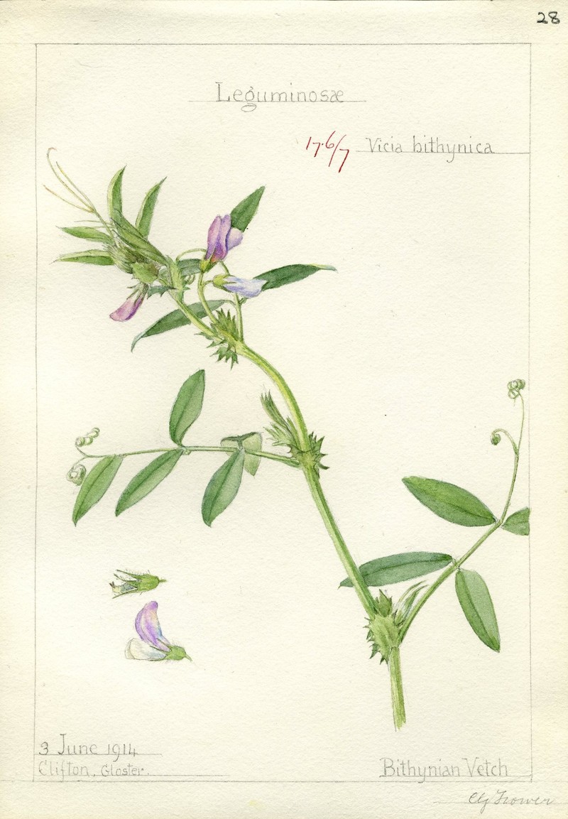 Bithynian Vetch photo 2