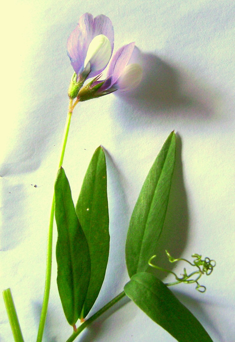 Bithynian Vetch photo 3