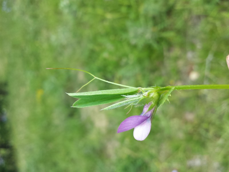 Bithynian Vetch photo 4