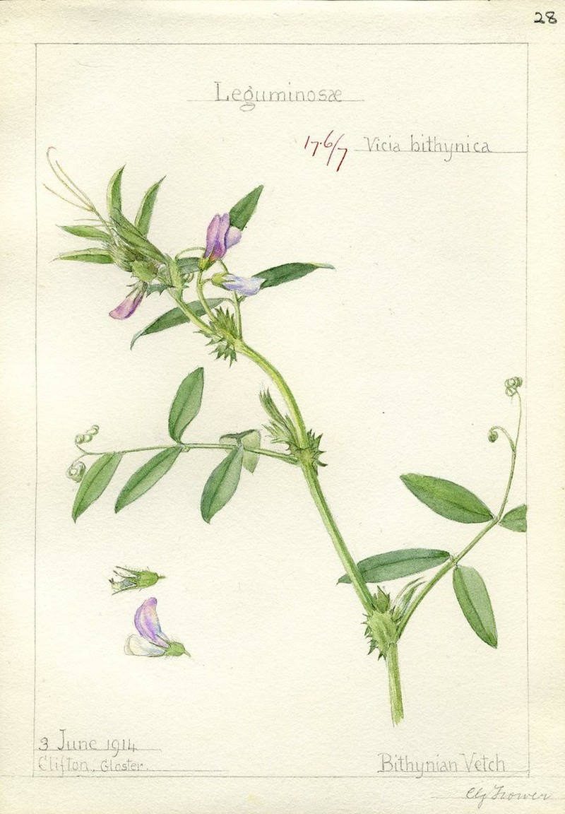 Bithynian Vetch photo 8