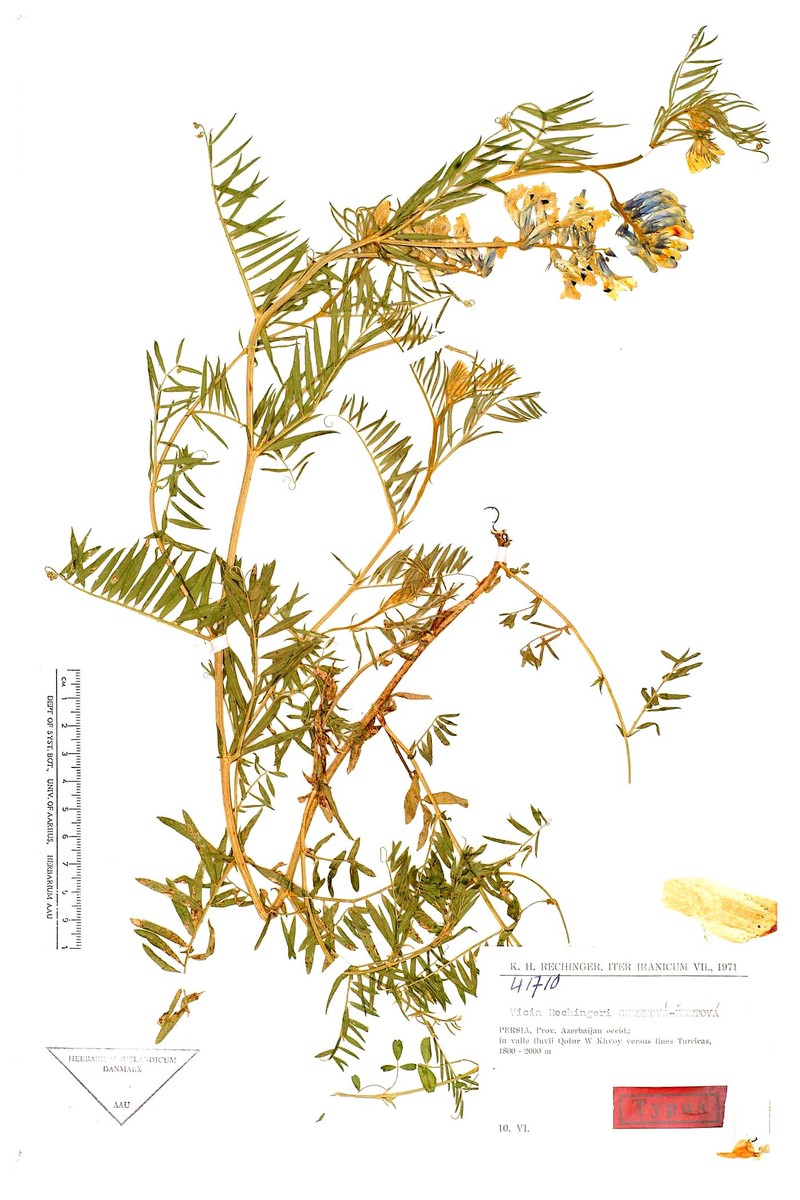 Vicia canescens subsp. canescens