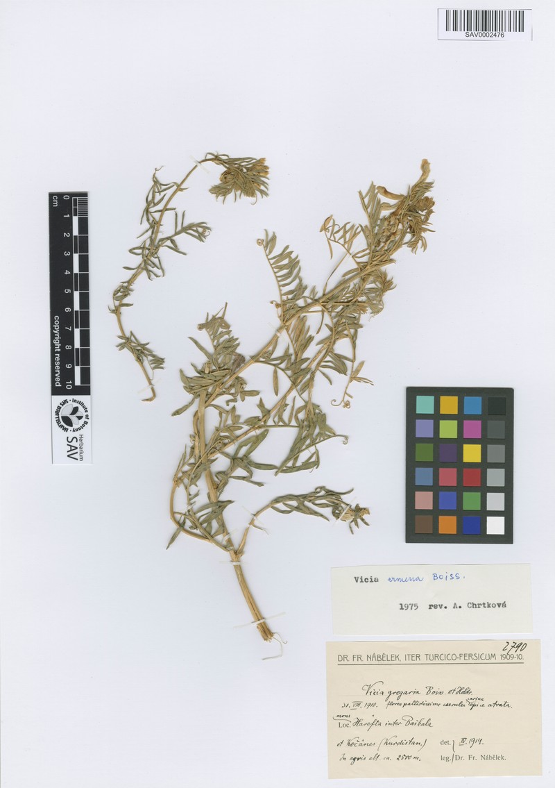 Vicia canescens subsp. canescens photo 2