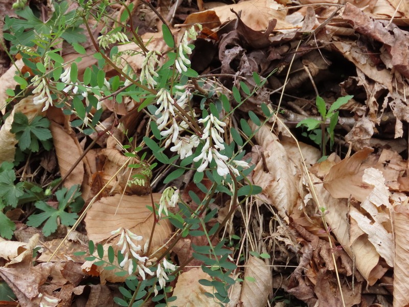 Carolina Vetch photo 3
