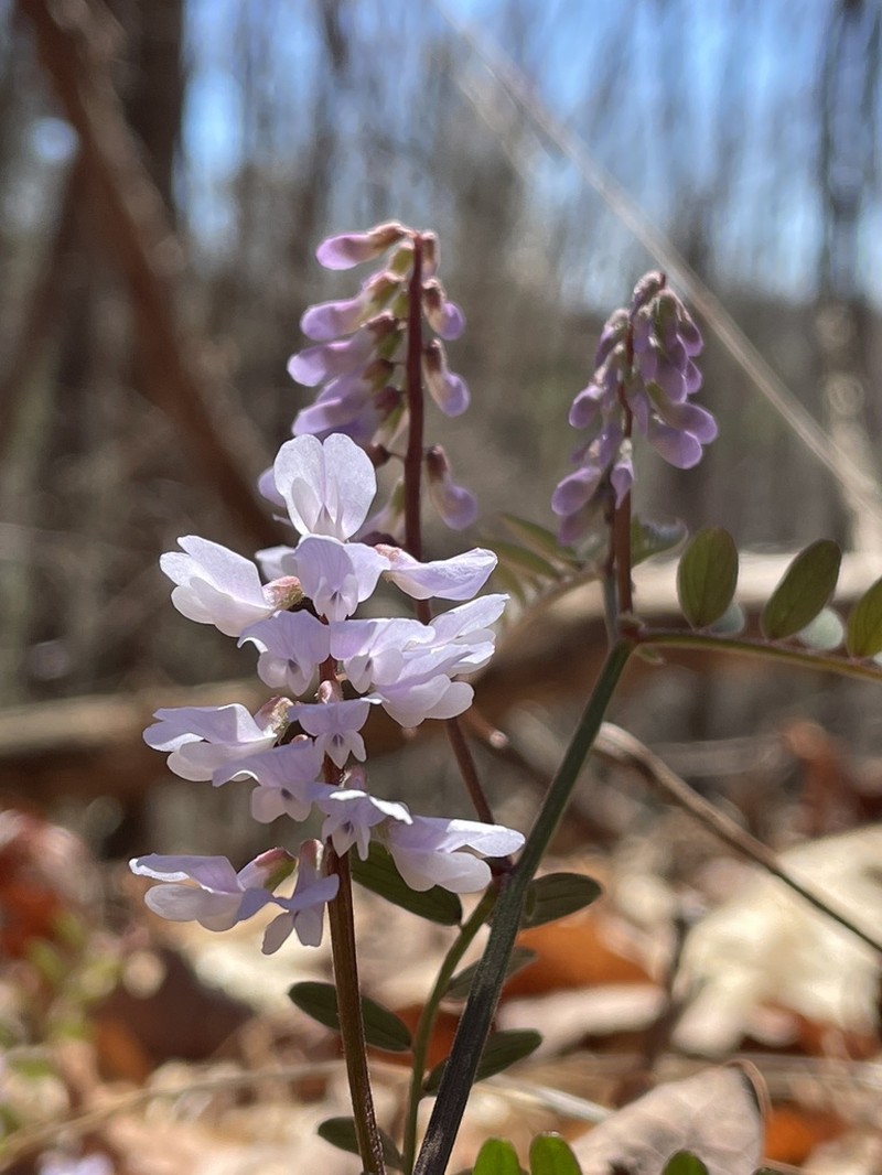 Carolina Vetch photo 4