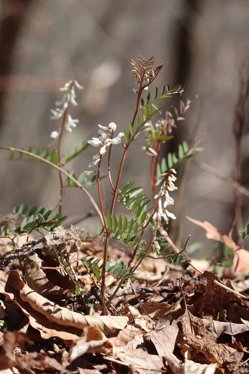 Carolina Vetch photo 5