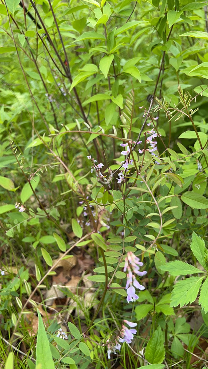 Carolina Vetch photo 6