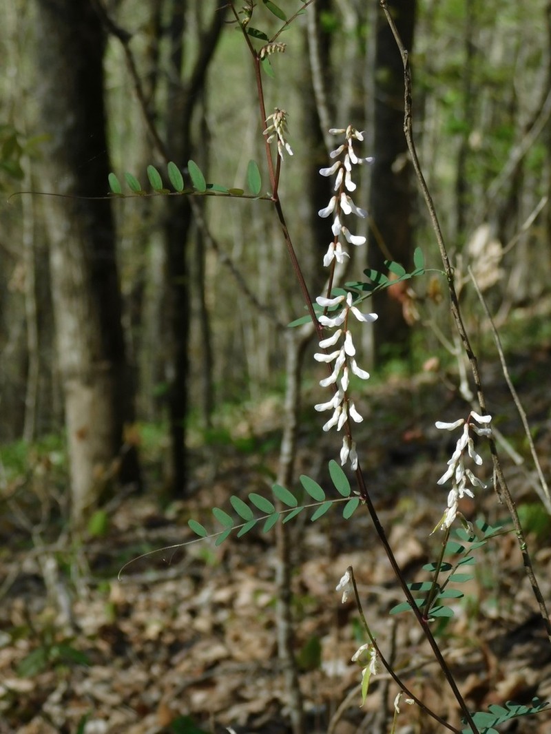 Carolina Vetch photo 7