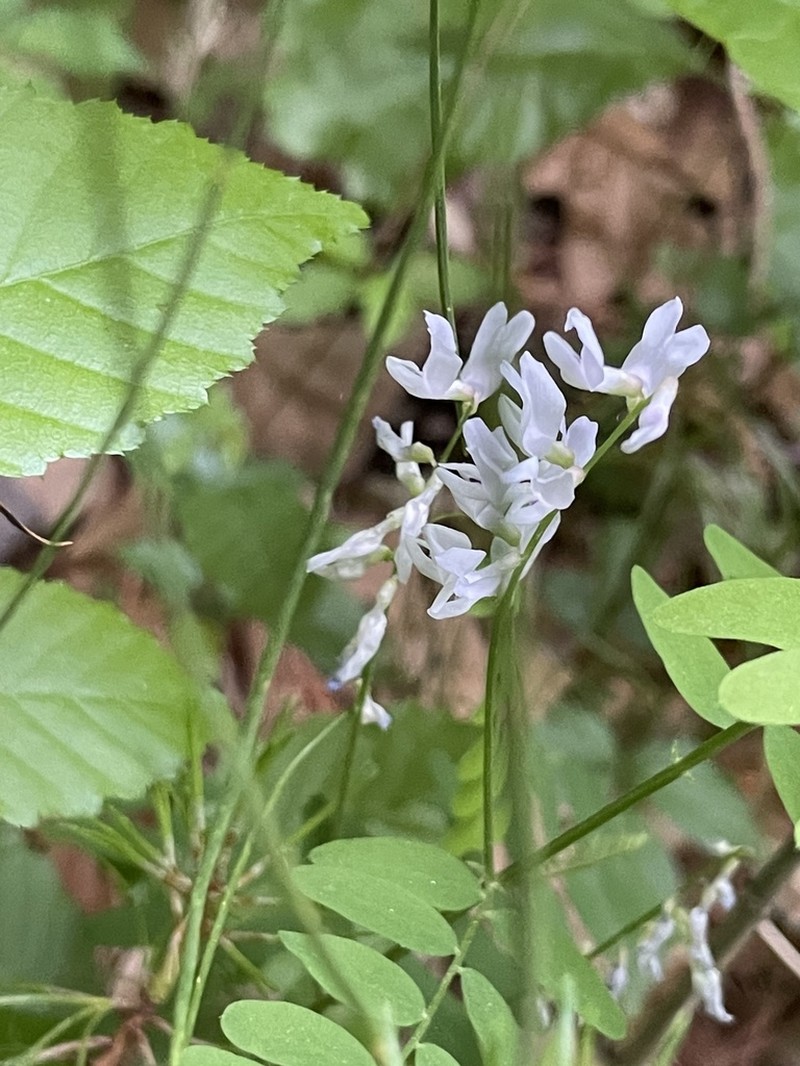 Carolina Vetch photo 8