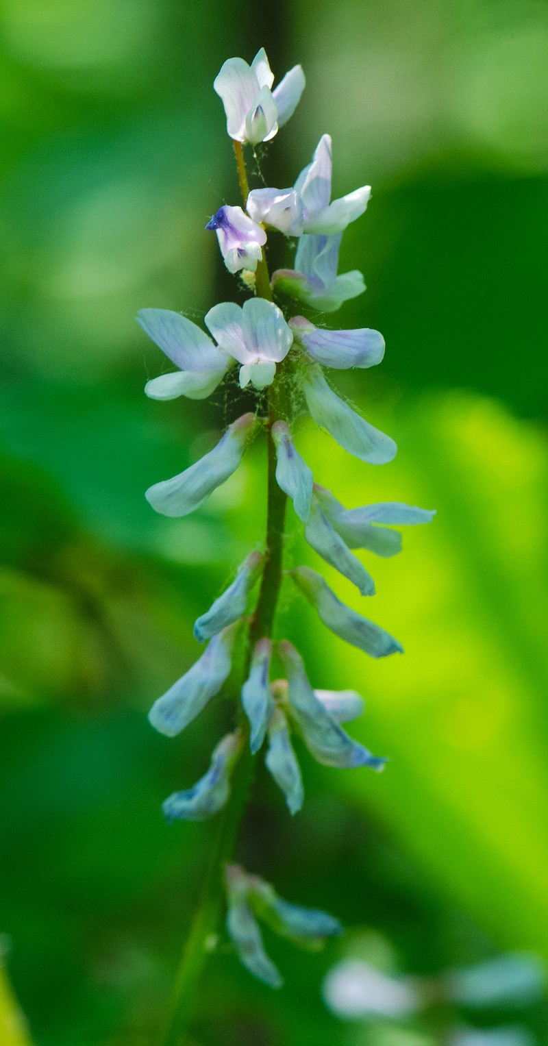 Carolina Vetch photo 2