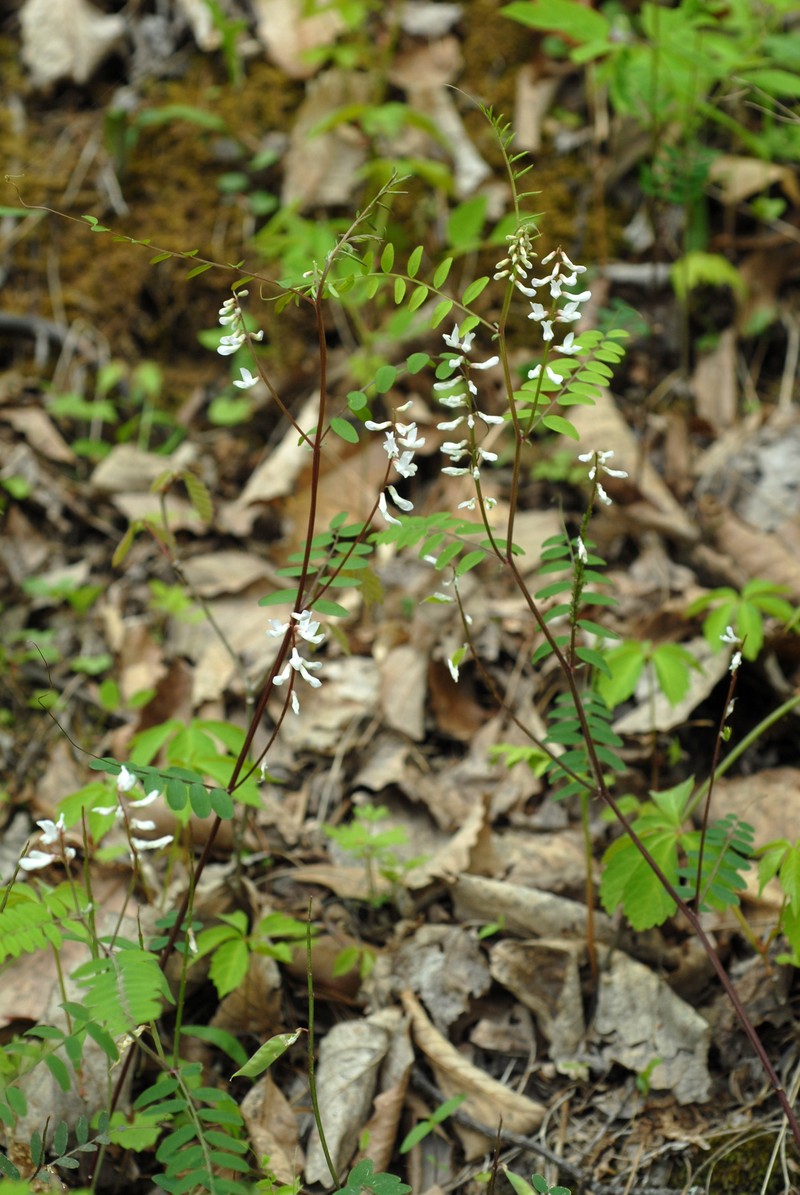 Carolina Vetch photo 3