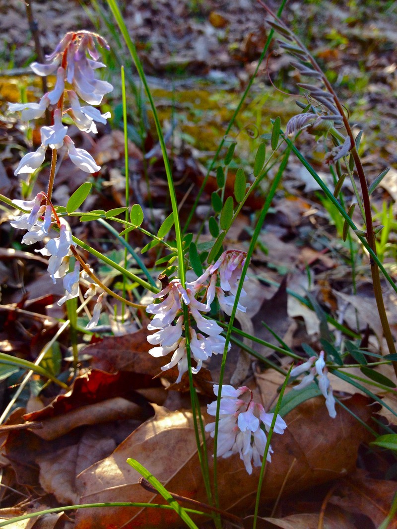 Carolina Vetch