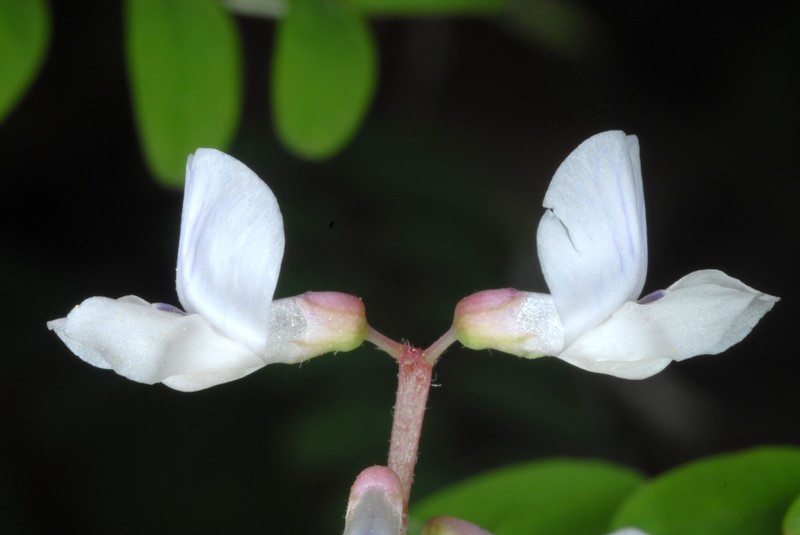 Carolina Vetch photo 4