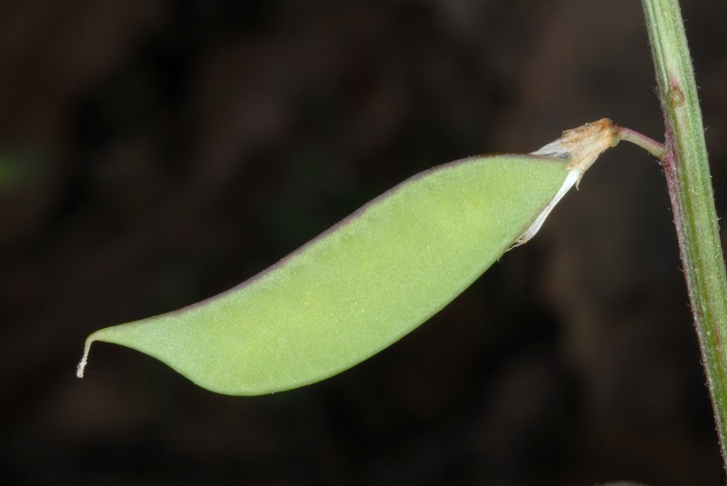 Carolina Vetch photo 5