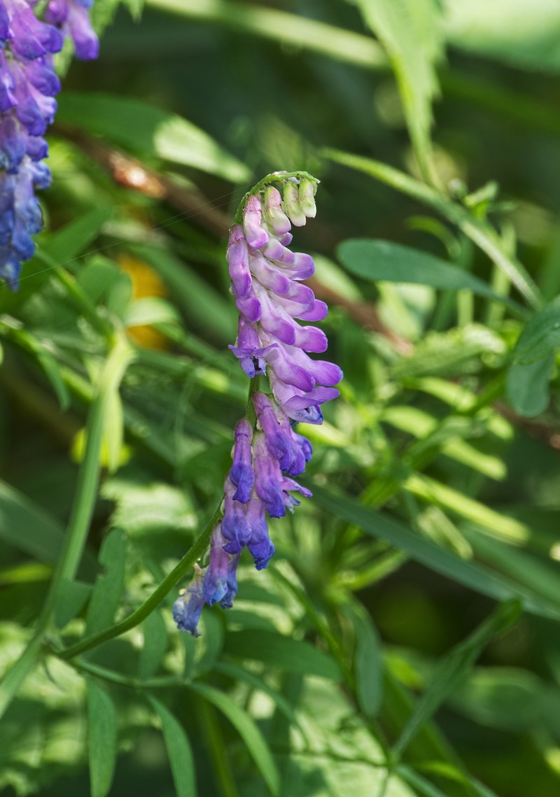 Bird Vetch photo 2