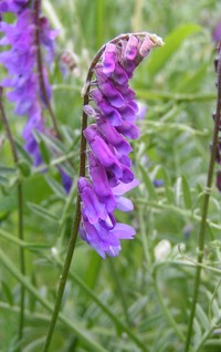 Bird Vetch