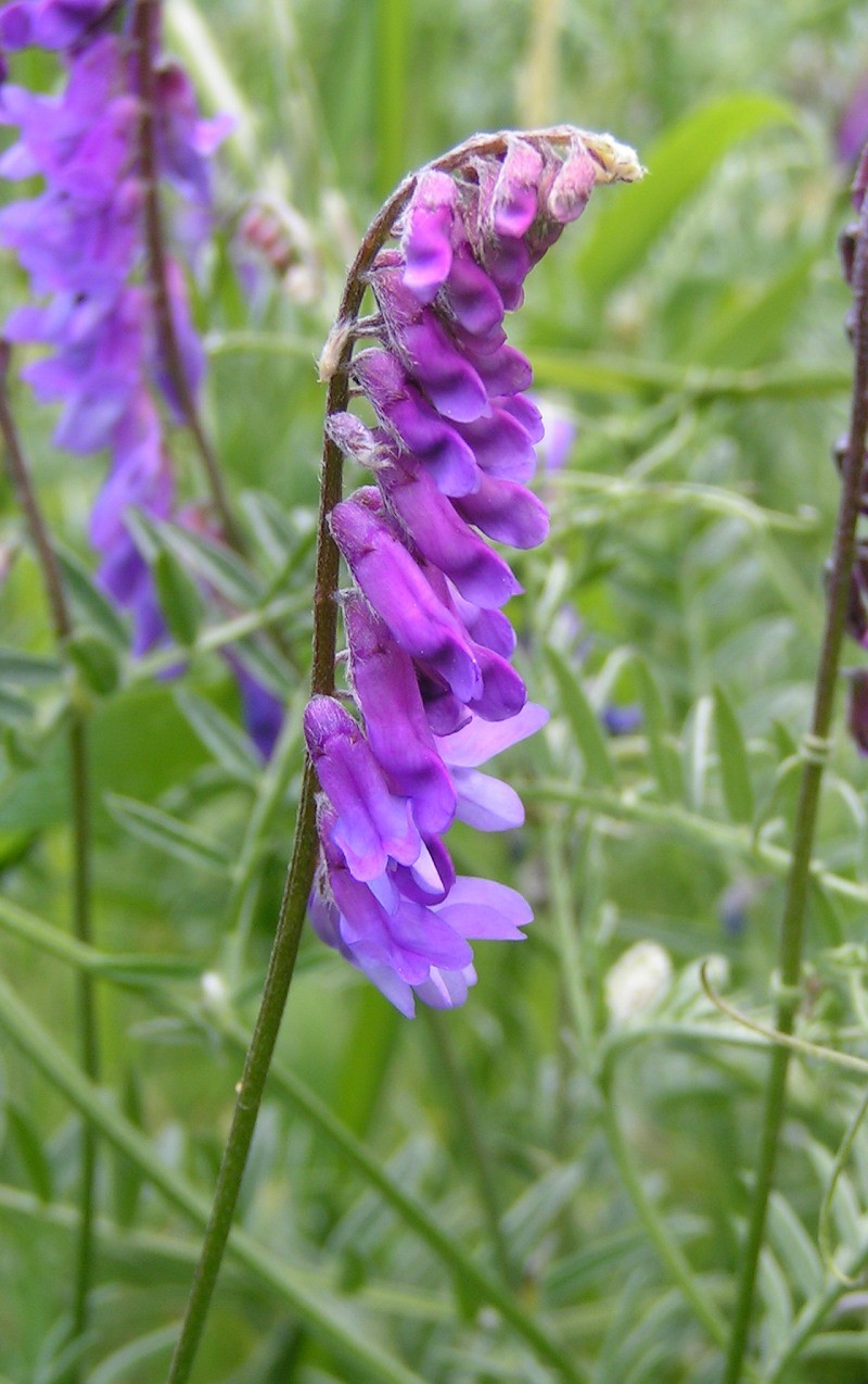 Bird Vetch