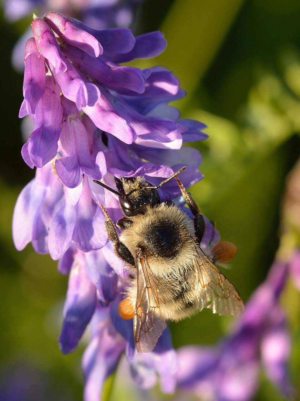 Bird Vetch photo 4