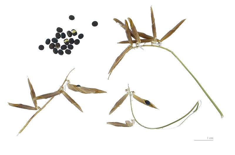 Bird Vetch photo 5