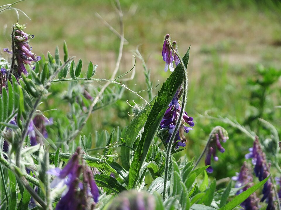 Bird Vetch photo 6