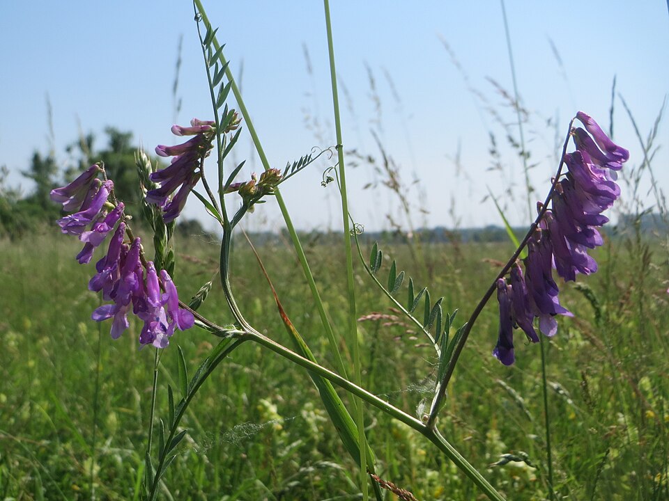 Bird Vetch photo 7