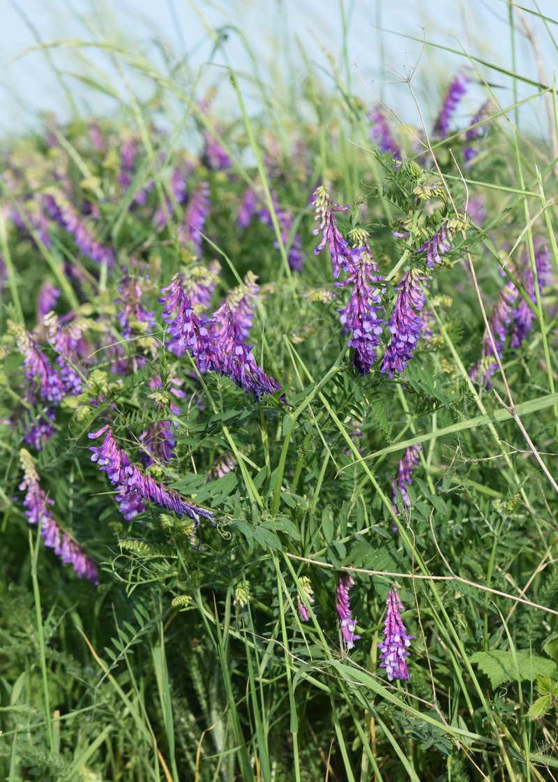 Bird Vetch photo 8
