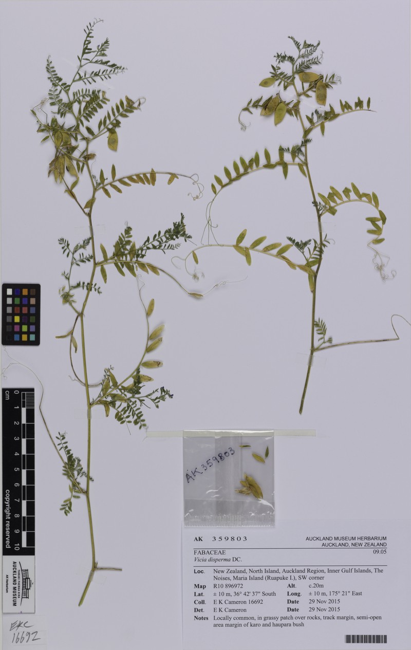 European Vetch photo 2