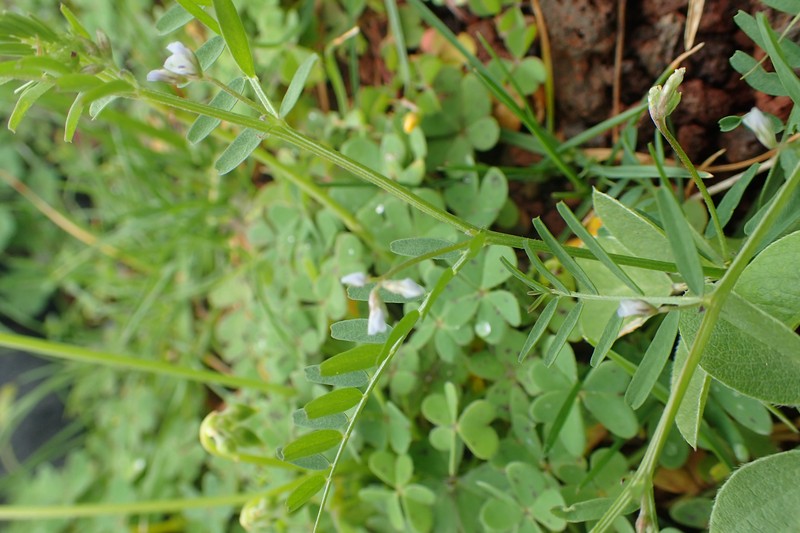 European Vetch photo 3