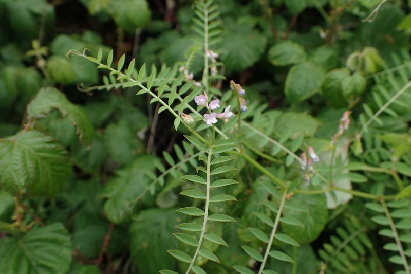 European Vetch photo 4