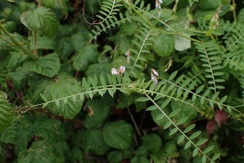 European Vetch photo 5