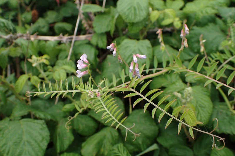 European Vetch photo 6
