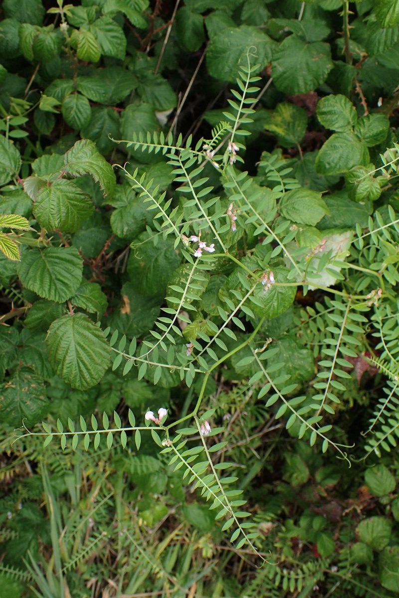 European Vetch photo 7