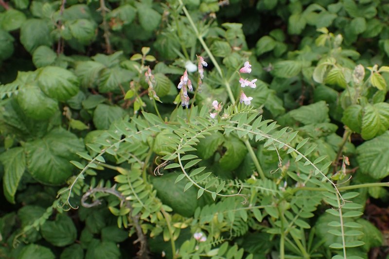 European Vetch photo 8