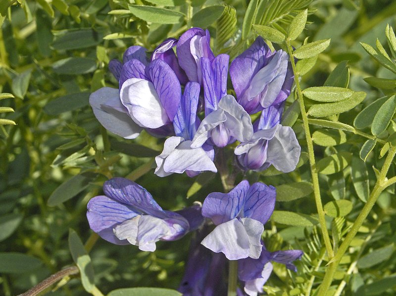Vicia dumetorum