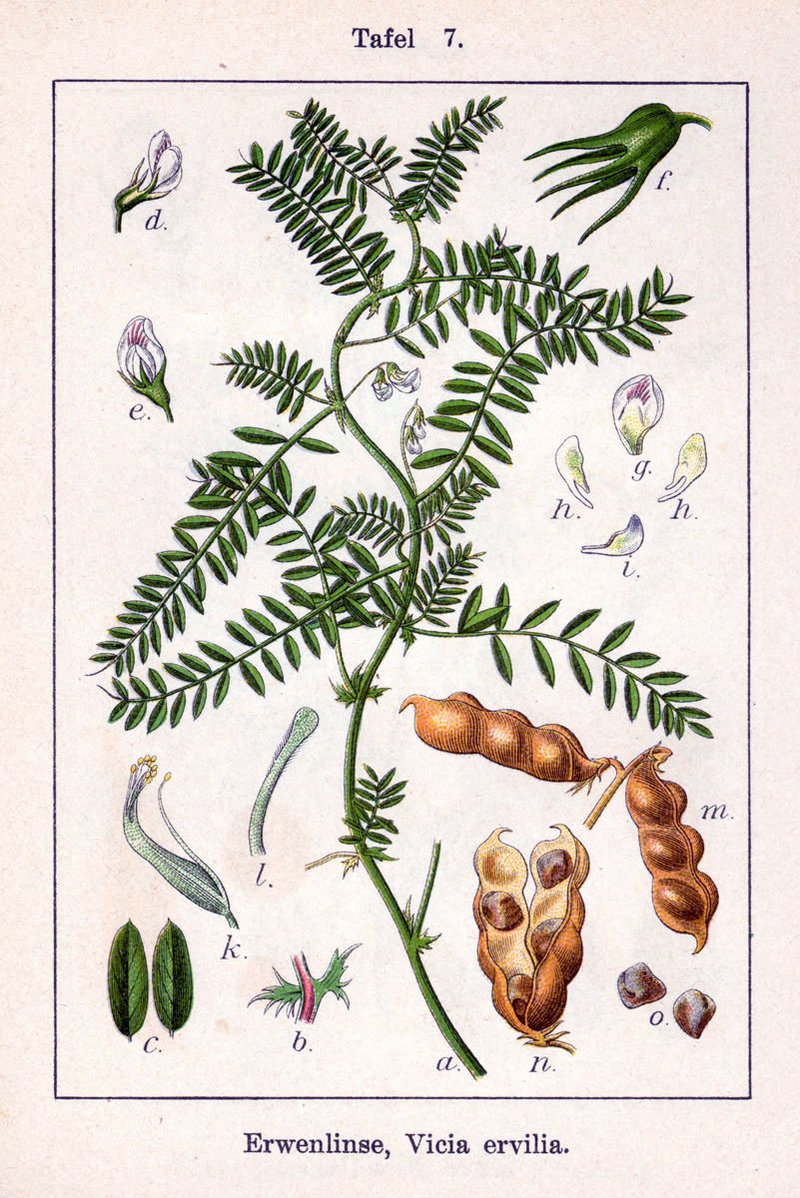 Blister Vetch